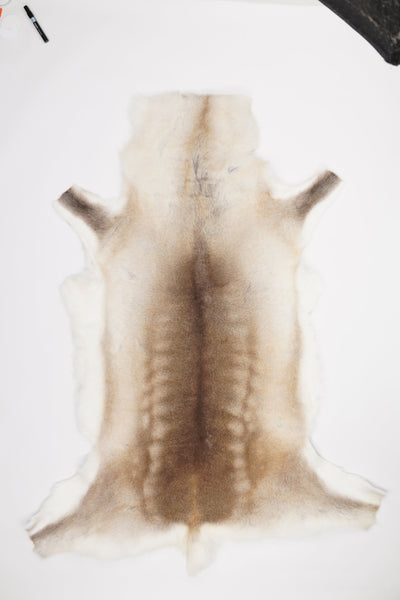 Reindeer Hide XXXL