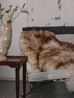 Mouflon sheepskin